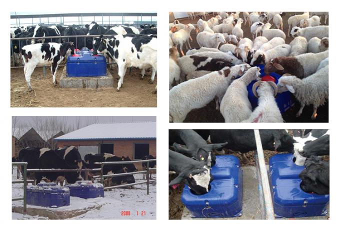 Frost free / nhiệt Tự động Nước uống Bát / bò bò cừu dê chống đông máng uống máng Thiết bị chăn nuôi